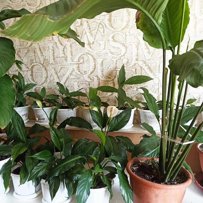 Спатифиллум. Крупные сорта.