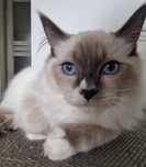 Kocurek Ragdoll blue mitted