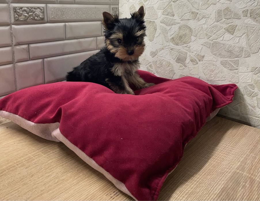 Міні крошечка йорочка