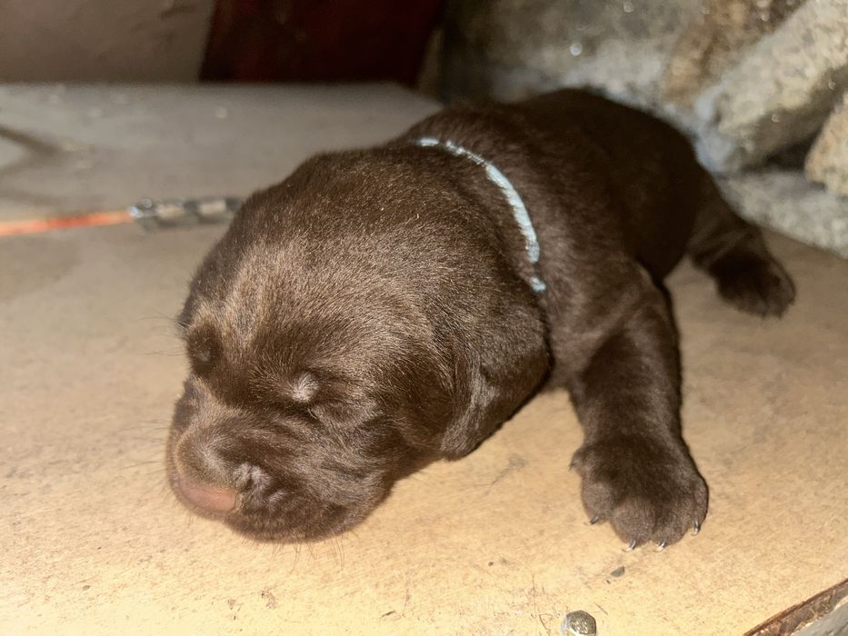 Labrador chocolate