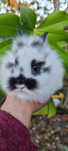 Coelho anao mini lion, mini holandes e mini lop