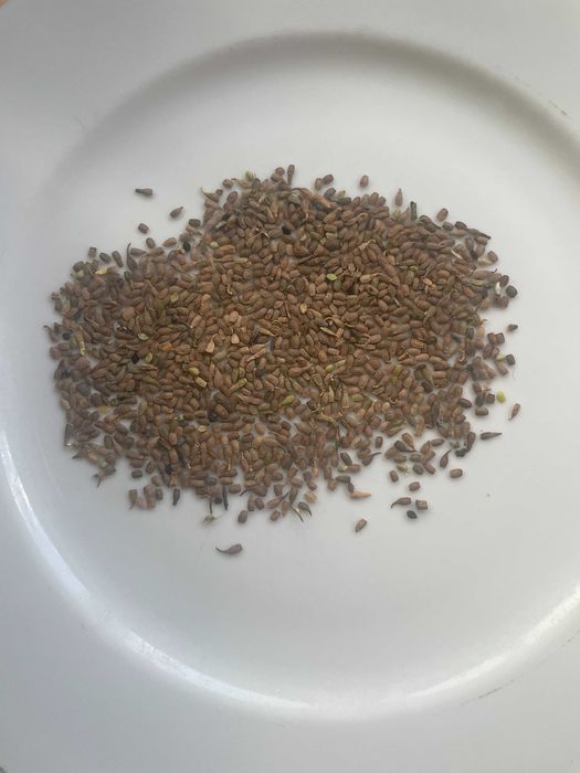 Seradela ekologiczna czystość >97%