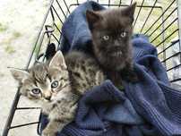 Oddaj Koty do adopcji