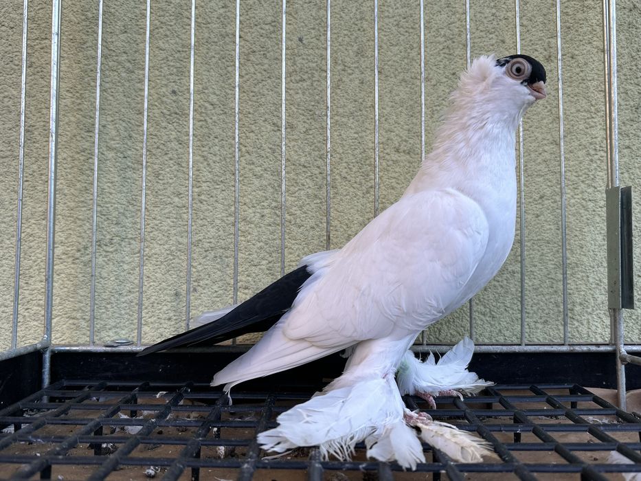 Gołębie ozdobne. Krymka białostocka samiczka 2025r