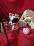 Biewer Terrier Fêmea Criadora Registada PT3088 FL