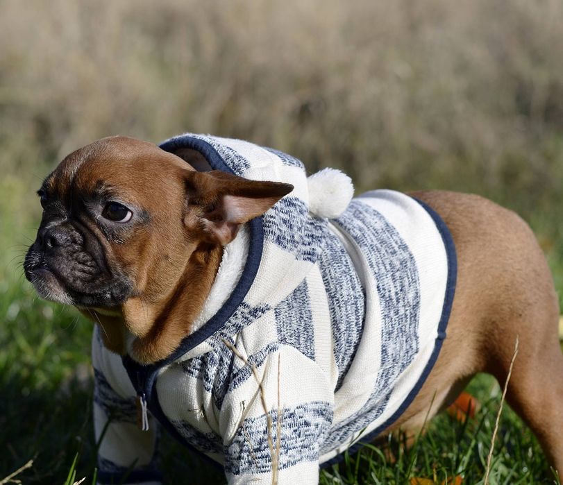 Хлопчик вогняно рудий