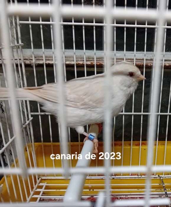 Canarias de 2023,2024
