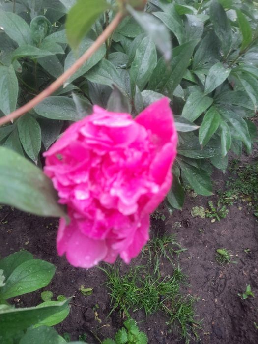 Квіти піони трав'янисті , кущики, саджанці