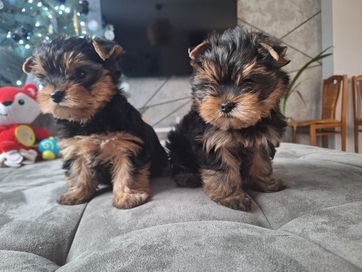 Yorkshire terrier,  york, york suczka