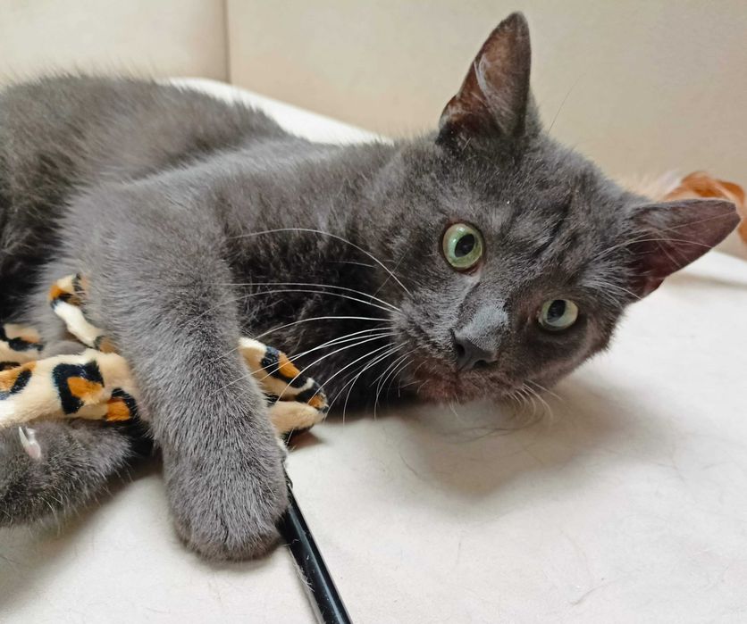 Lord – błękitny kocurek o sercu większym niż świat