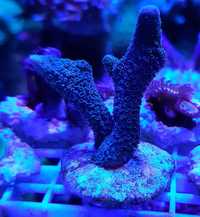 Montipora digitata stalowa ,morskie,koralowiec