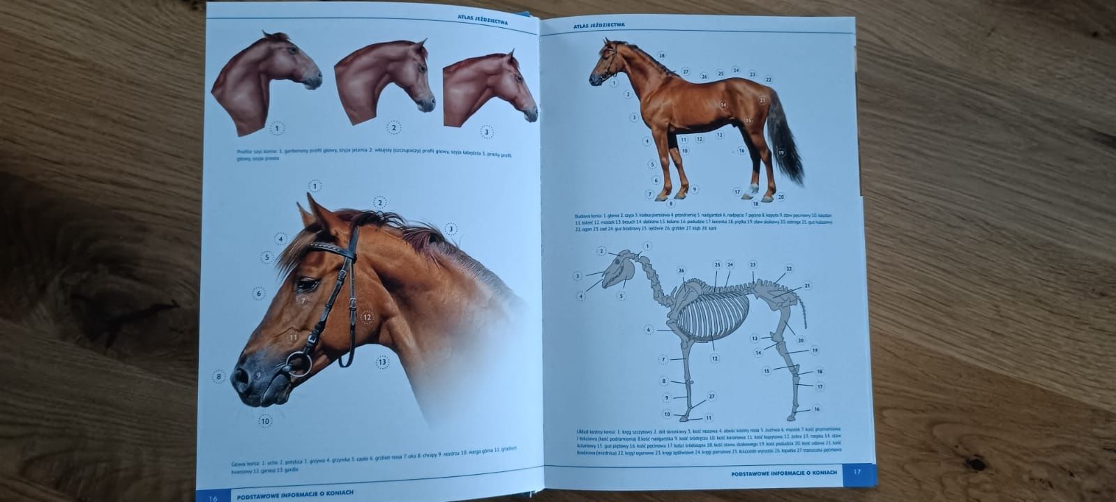 Atlas jeździectwa