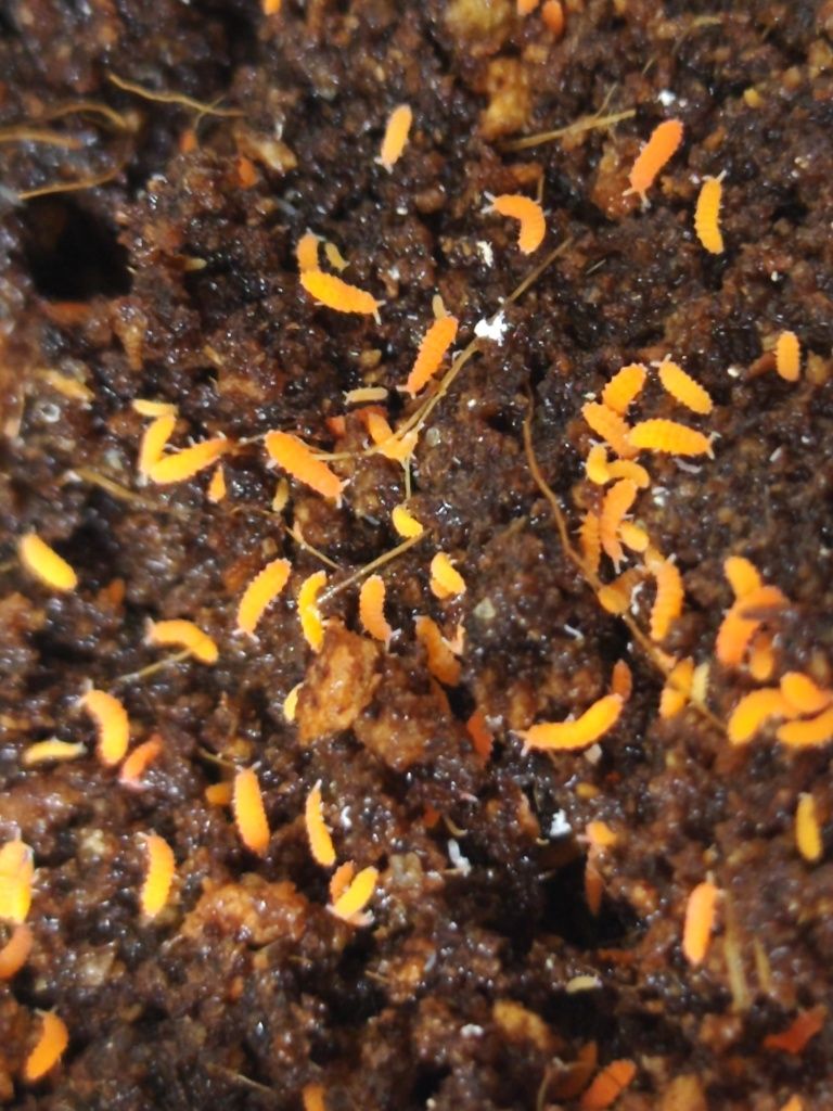 Yuukianura aphoruroides czerwone