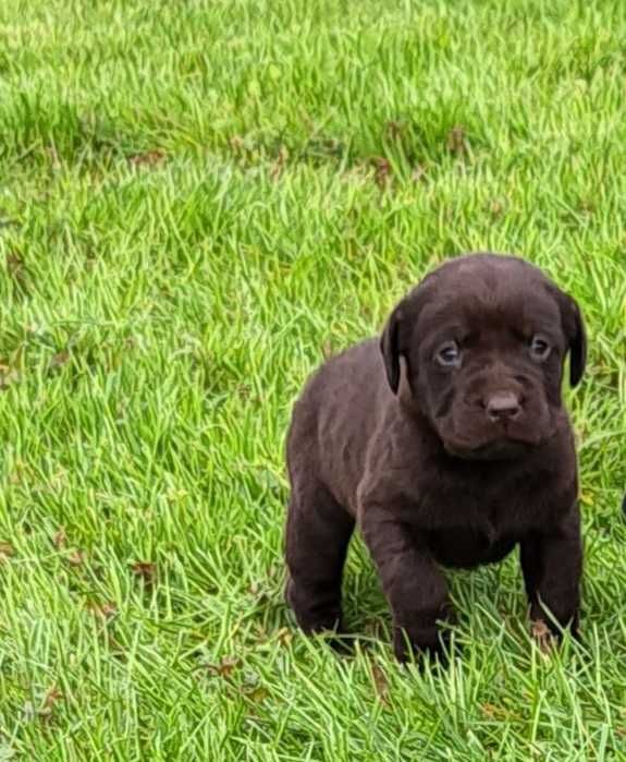 Labrador retriever