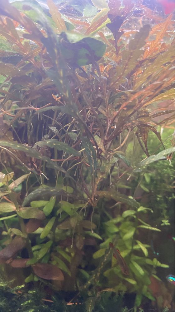 Hygrophila pinnatifida