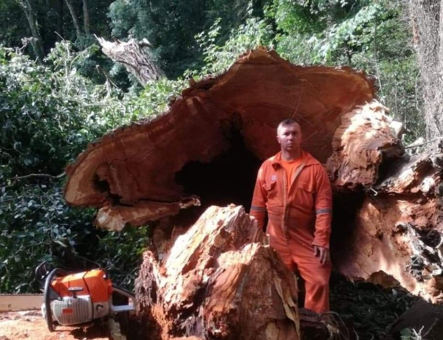 Wycinka drzew i pielęgnacja metodą alpinistyczna. Rębak i frezowanie