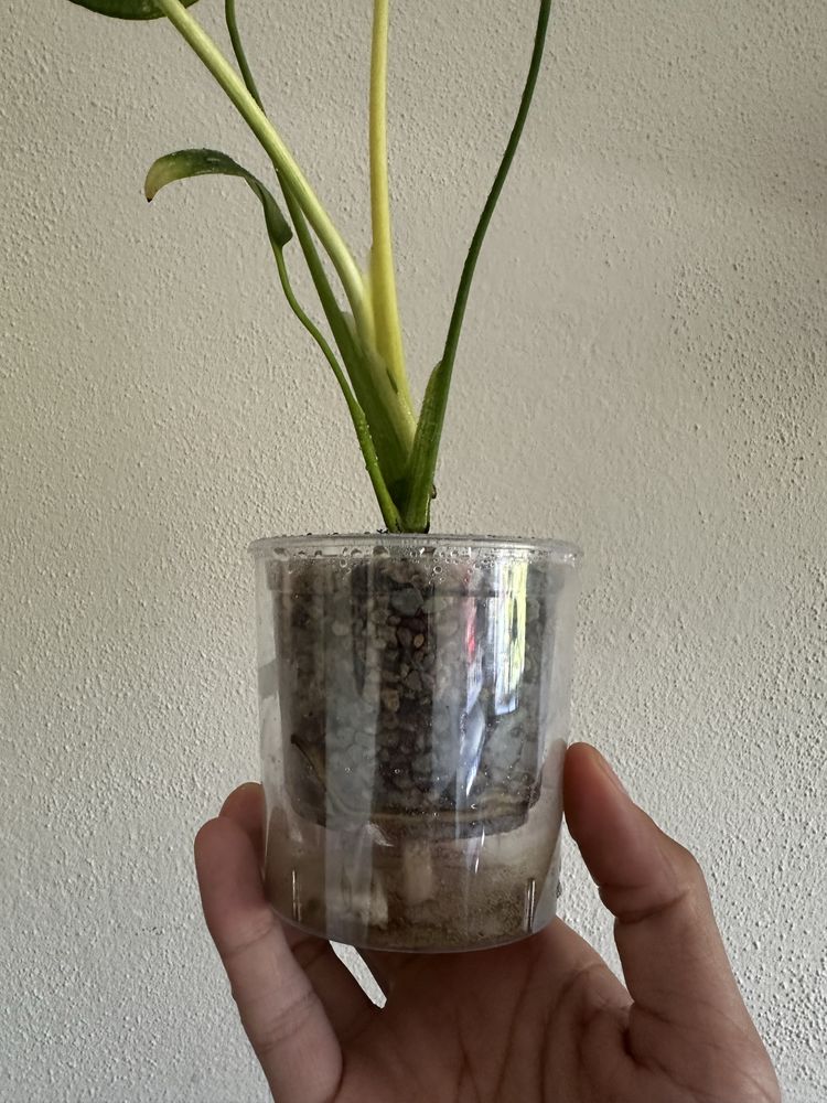 Monstera Deliciosa Mint