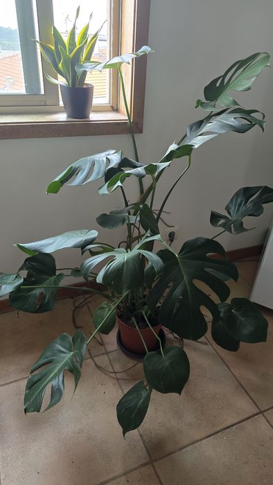 Urgente Planta Costela de Adão + Espada