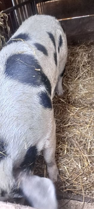 Witam sprzedam świnie