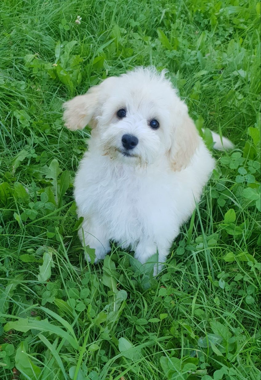 Poochon/ bichpoo. Chłopczyk. Bichon Frise / pudel