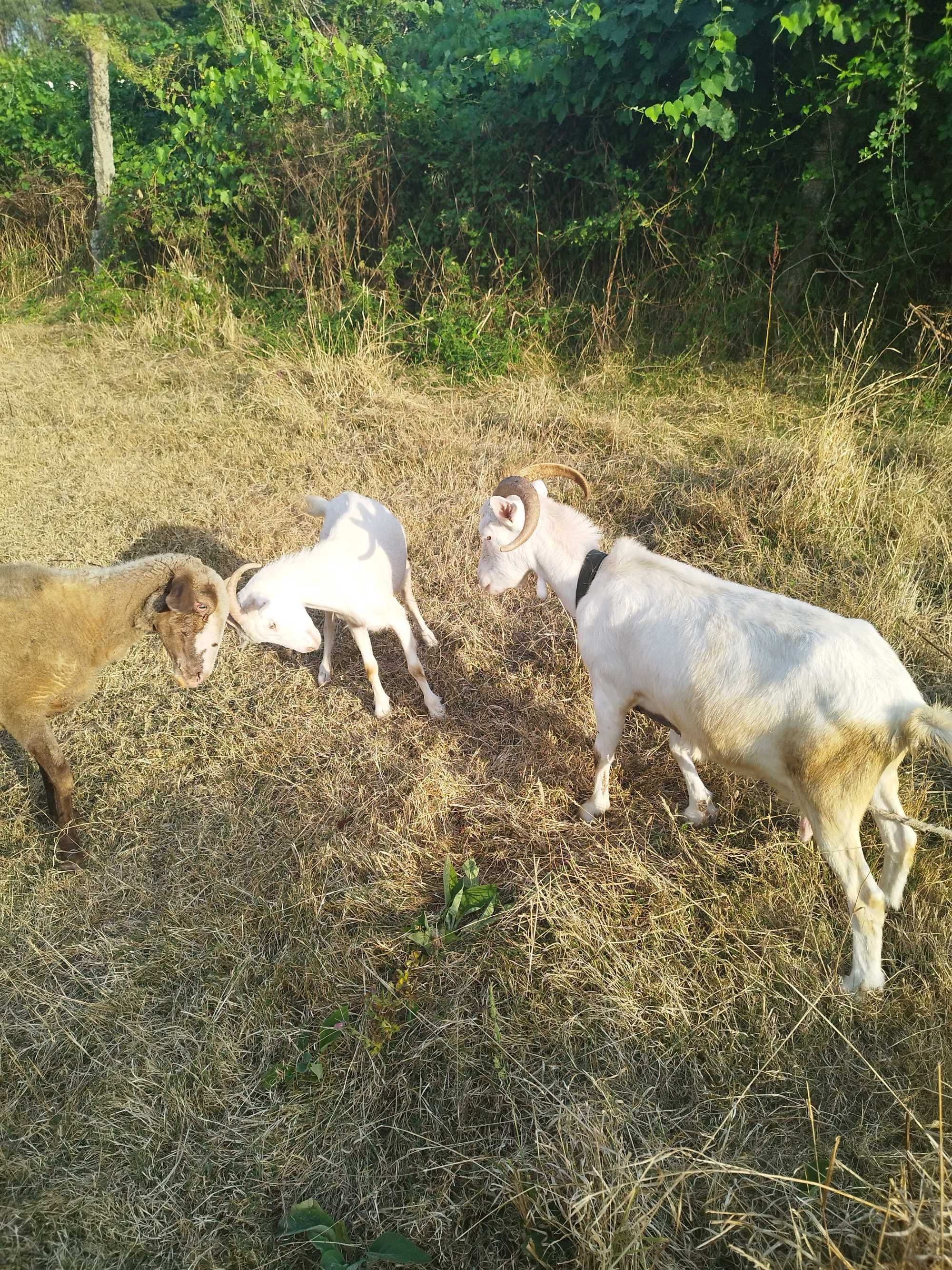 2 cabras mãe e filha