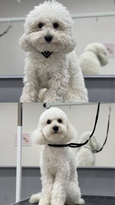 Грумінг салон «KUDLATI»