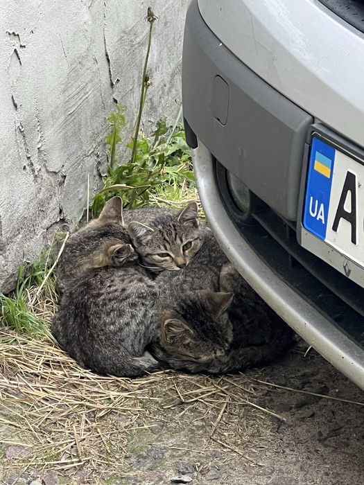 Віддамо в добрі руки