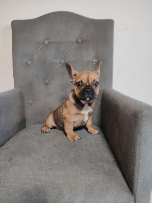 Buldog francuski