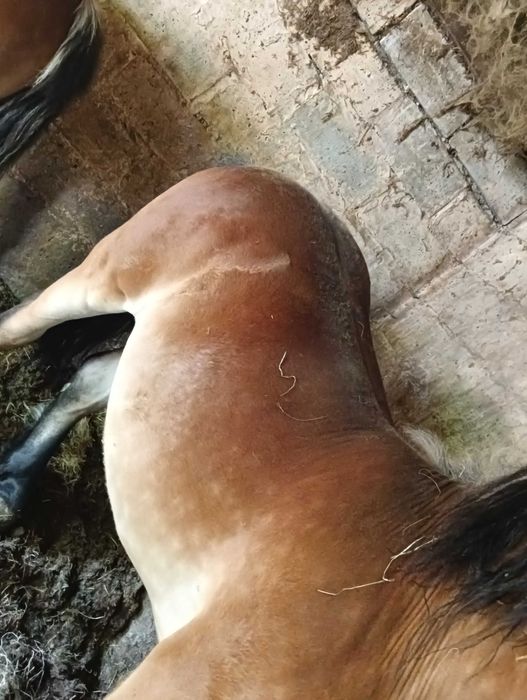 Sprzedam źrebaki zimnokrwiste