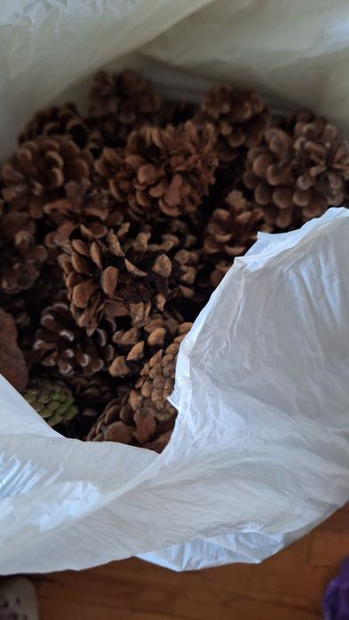 Oddam dwa worki szyszek na rozpałkę, ozdoby za 6 paczek mokrych chuste