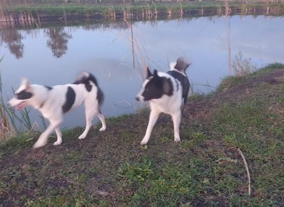 Piesek i suczka rasy Łajka