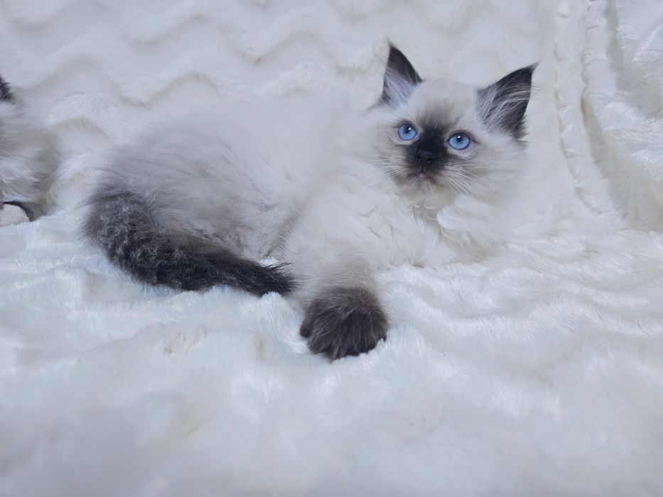 Koteczka Ragdoll (kocięta Ragdoll)