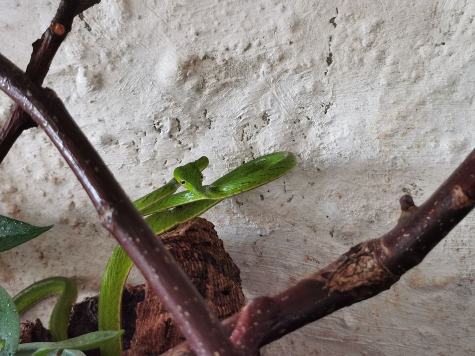 Ahaetulla prasina wąż nadrzewny