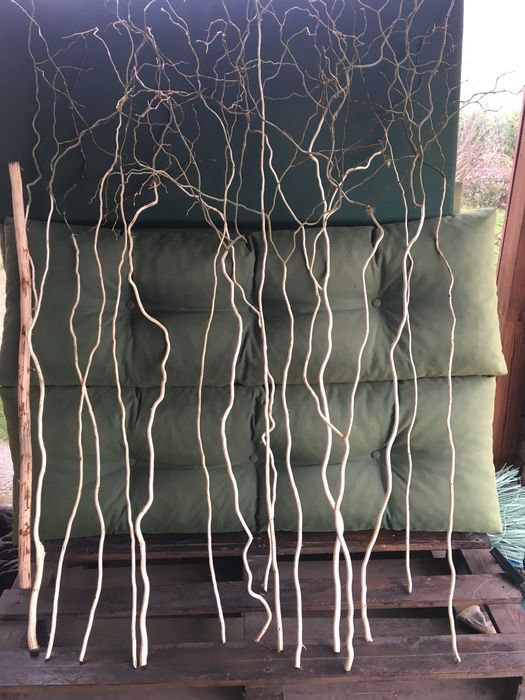 Гілки чищені ,дуб,вишня,верба,слива,алича,яблуня.