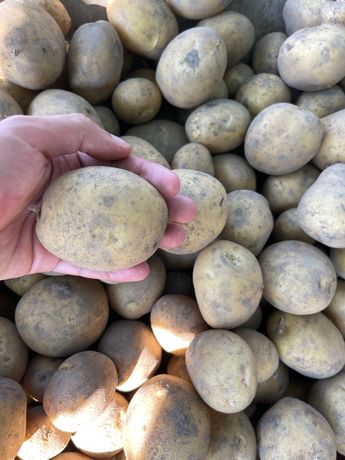 Продається картопля сорту «Тайфун» недорого !)