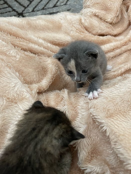 Маленькі кошенята