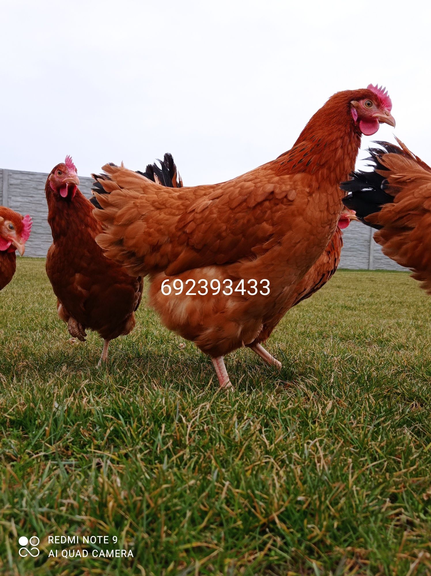 Rossa leghorn zielononóżki sonia lohman Brown kury nioski na jajko-Wys