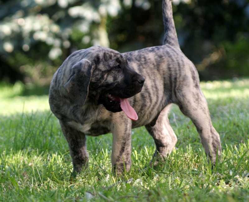 Samiec Piesek Dogo Canario Presa Canario ZKwP FCI Dog Kanaryjski