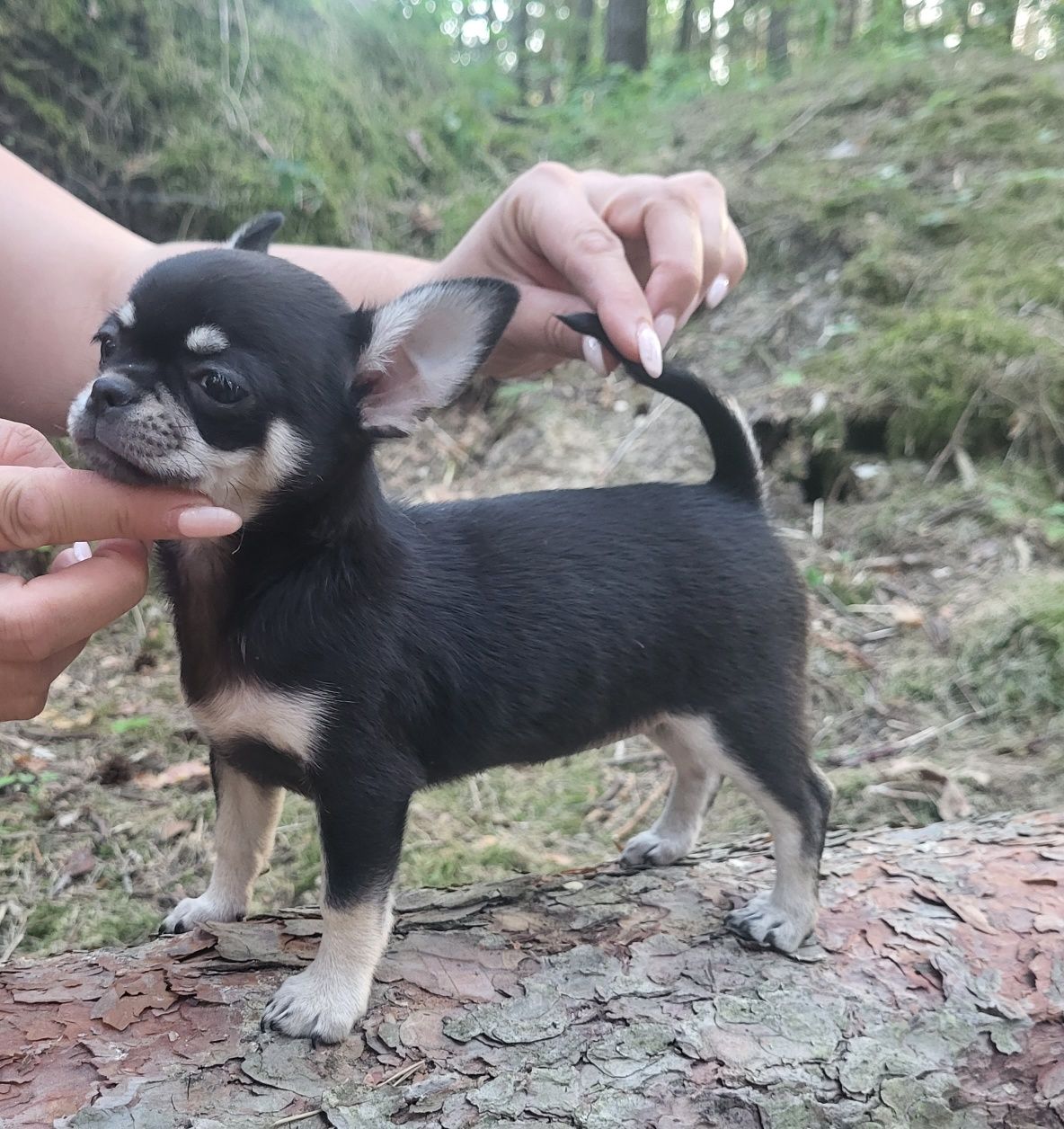 Dziewczynka Chihuahua ZKwP FCI