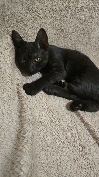 Котята  бесплатно