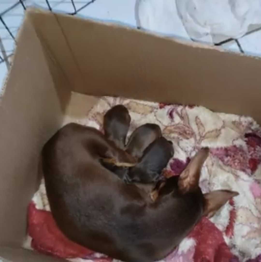 Pinscher mini macho