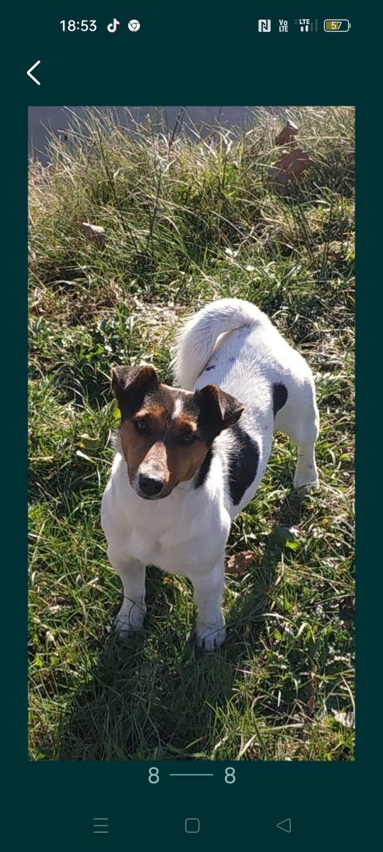 Jack Russell Terrier