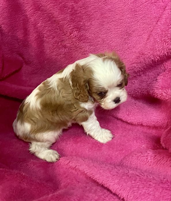 Cavalier king charles Femea LOP e Afixo