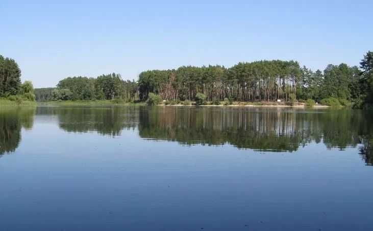 Земельный участок возле базы Соича в сосновом лесу на берегу