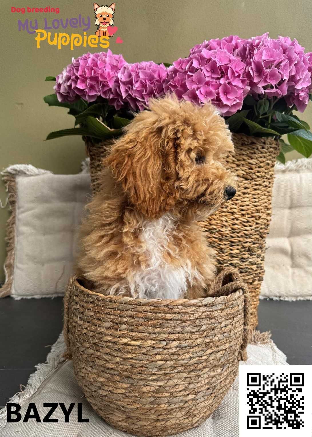 Cockapoo, śliczny chłopiec Bazyl