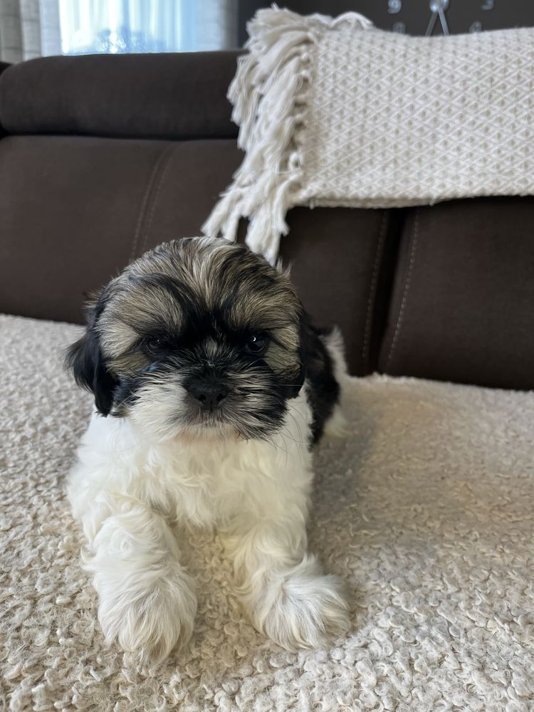 Urokliwy Piesek Shih Tzu Gotowy Do Odbioru