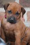 Rhodesian Ridgeback FCI sunia