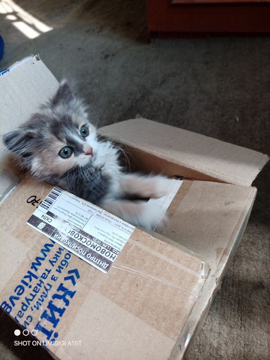 Віддам кішечку...