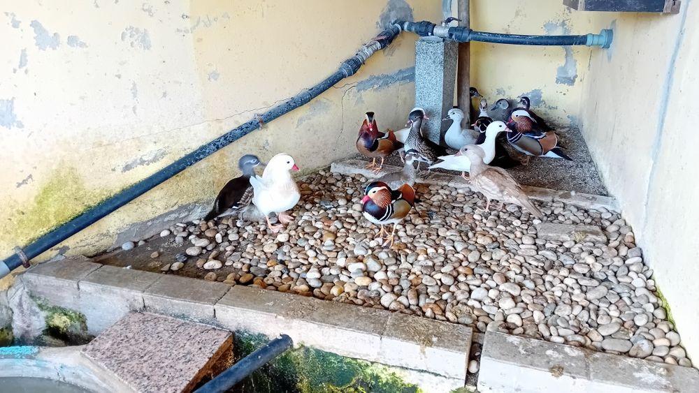 Patos mandarins com anilha