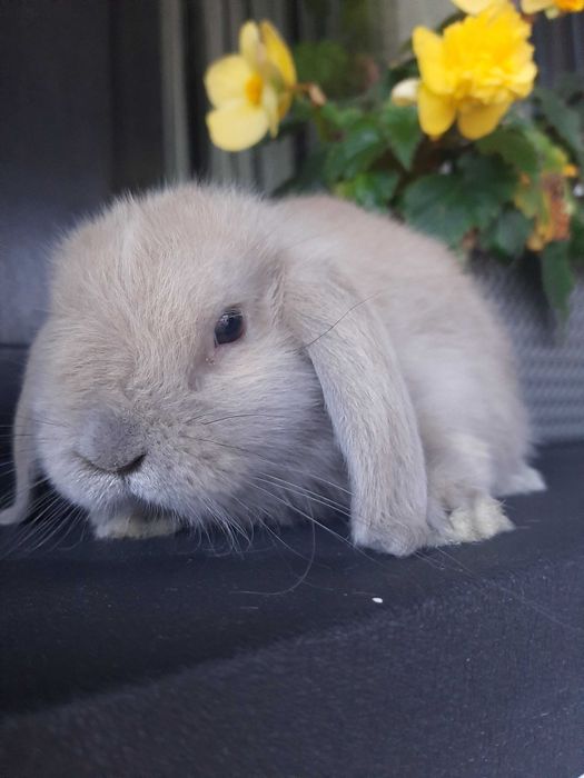 Króliki baranek miniaturka karzełek mini lop